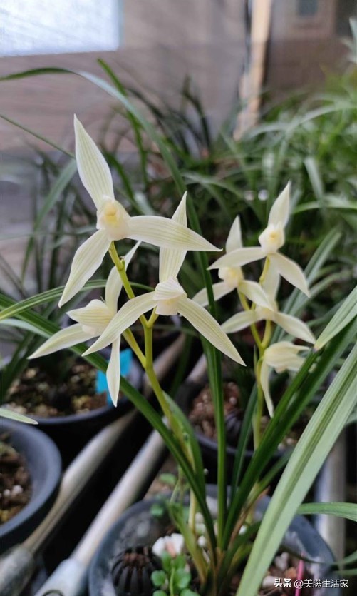 兰花界的“无冕之王”，曾价值连城，如今成普草，爱兰人必备