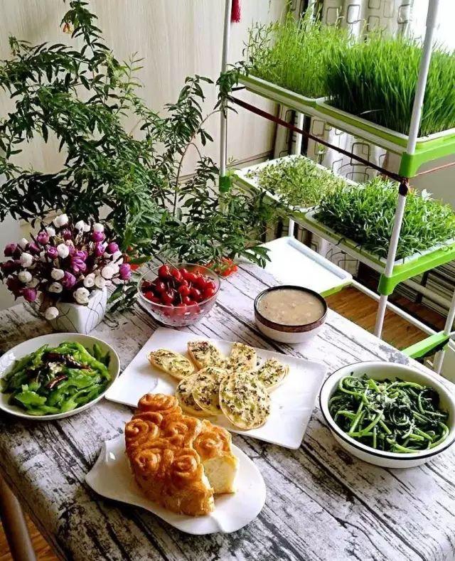 家庭阳台各种各样蔬菜种植视频,阳台种蔬菜需要加微生物有机肥吗