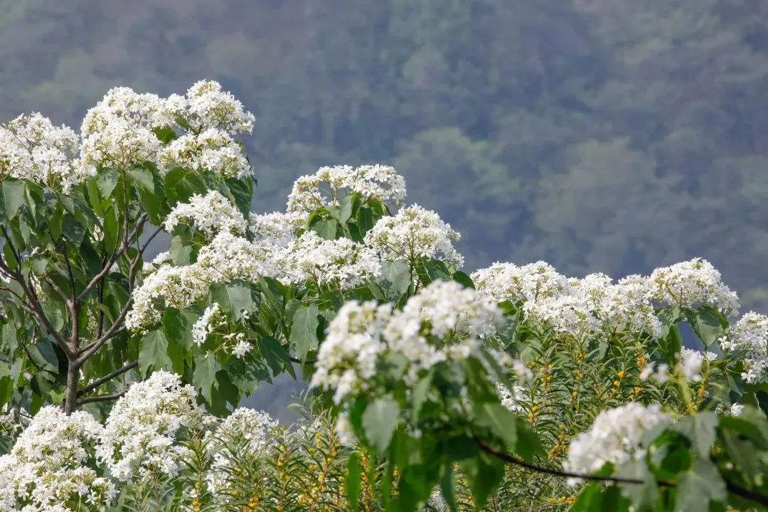 畅玩！放松遛娃，清新山海去哪里→