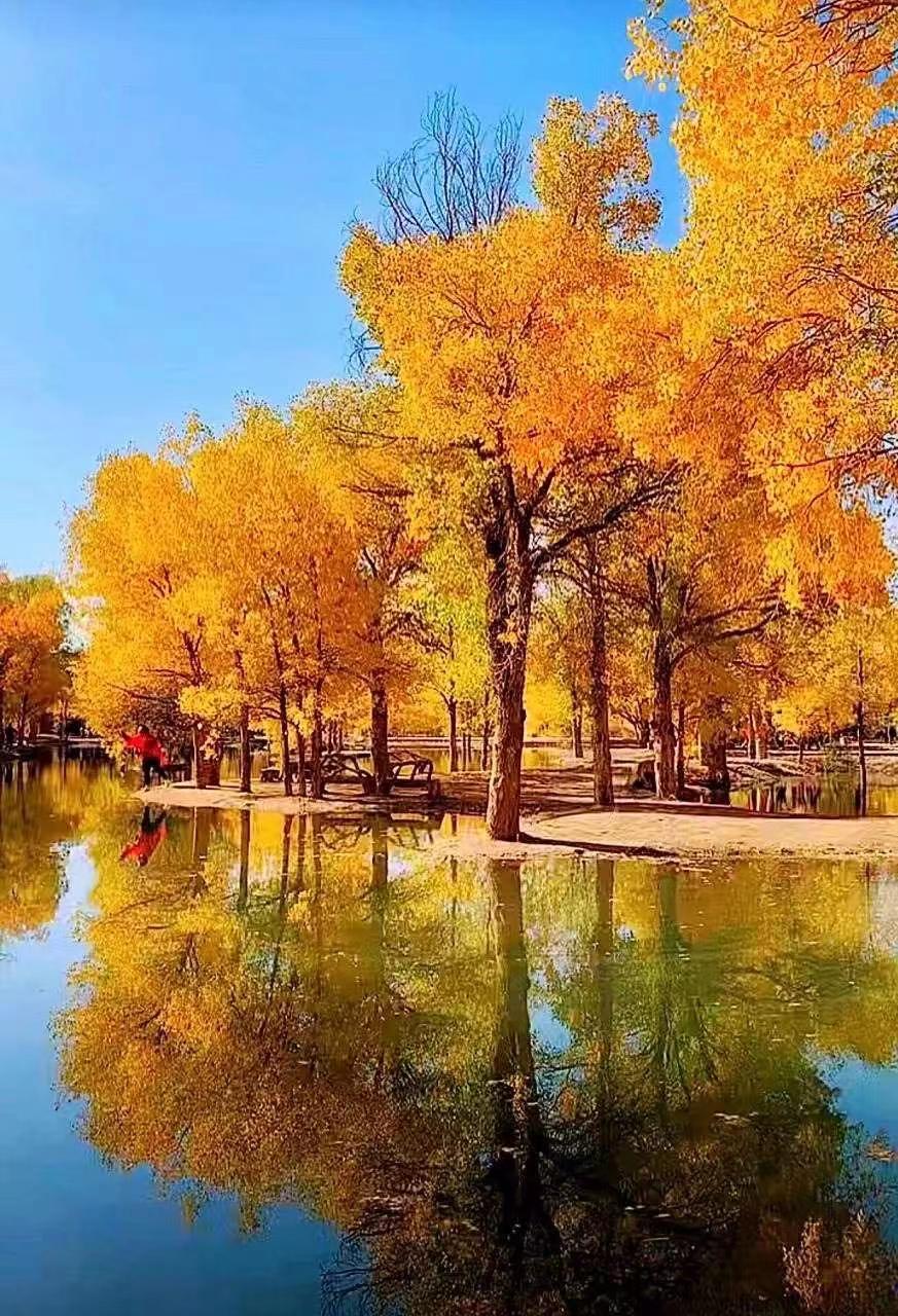 【临夏林草文化】科普篇‖胡杨铁骨千年铸，沧桑燃尽度春秋