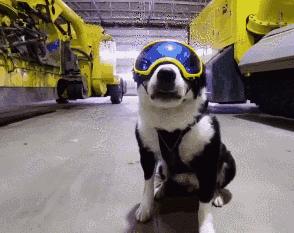 十大国产狗粮排行榜最新品种,2023狗粮品牌前十排名测评