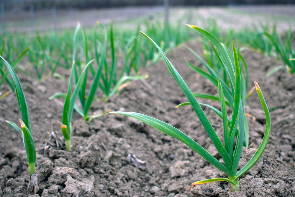 大蒜黄叶怎么防治,大蒜黄叶怎么补救最快方法