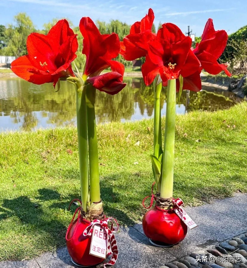 封蜡朱顶红没开花可以拨开吗,封蜡朱顶红把蜡取掉能栽吗