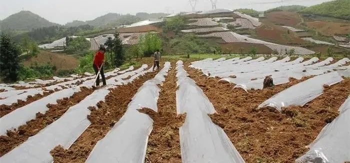 土地流转以租代征事件,土地流转以租代征