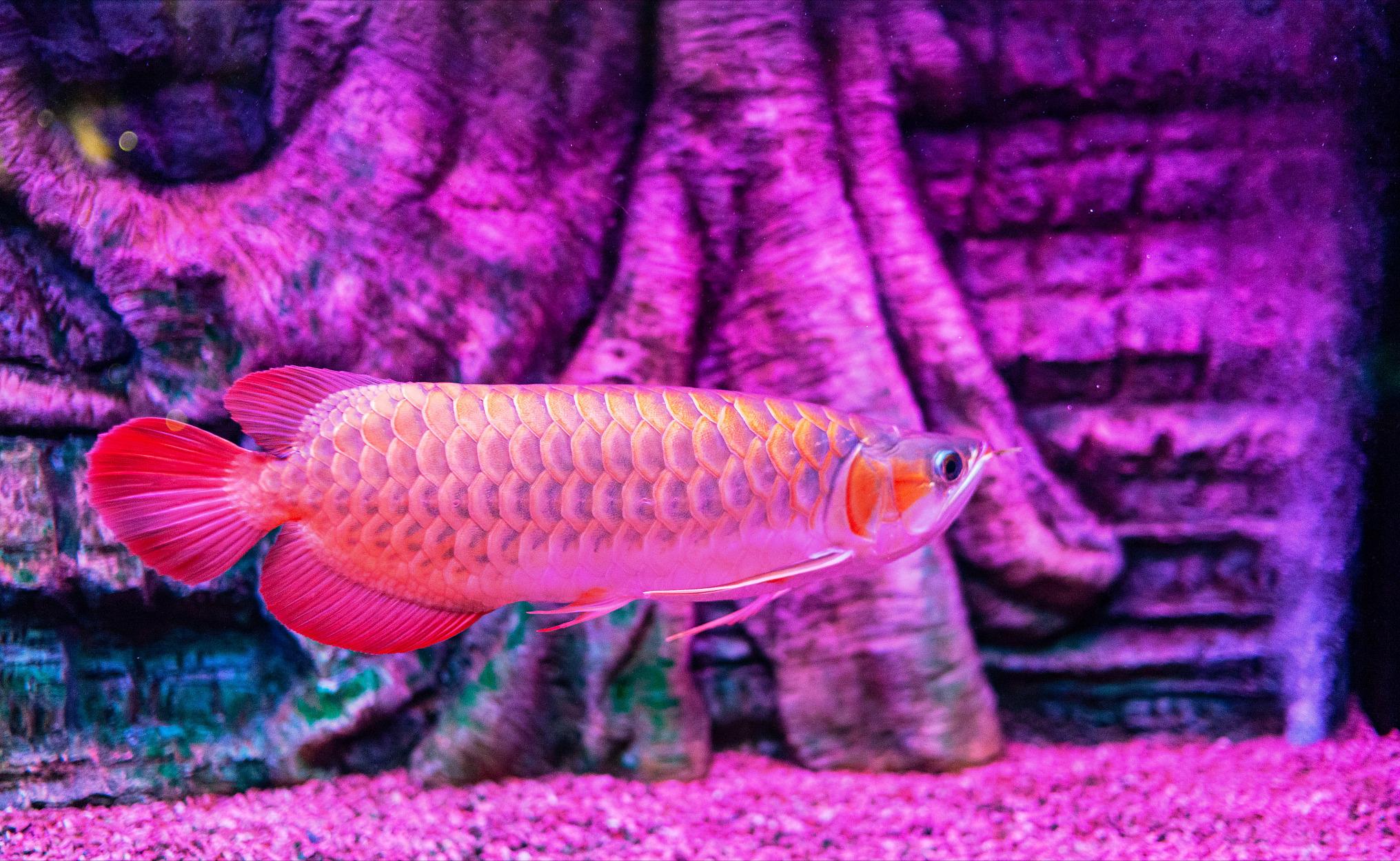 龙鱼的起源和由来,龙鱼来历