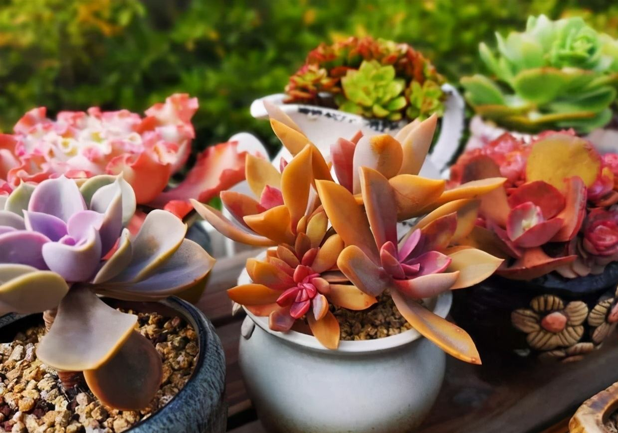 这10种花冬天最怕水越浇越死,5种花浇不死浇水越多长得越旺