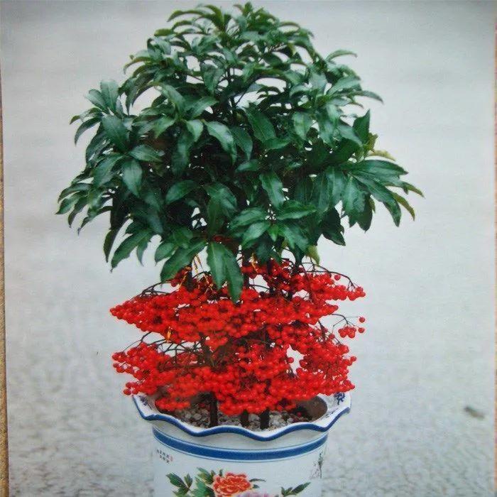 花开富贵花卉图片大全,金玉满堂花图片