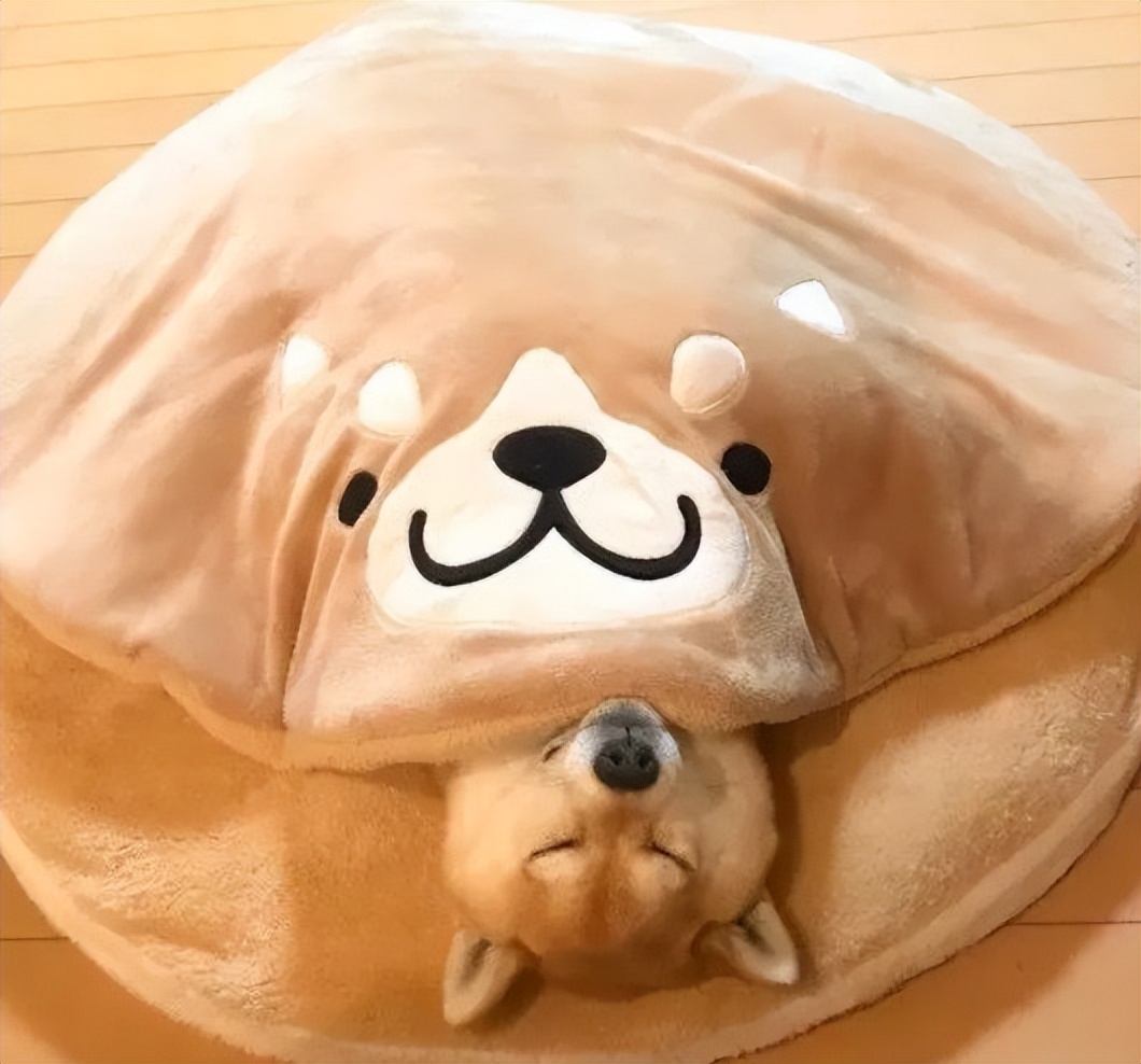 狗狗感冒了需要盖被子吗,狗晚上会睡整晚吗