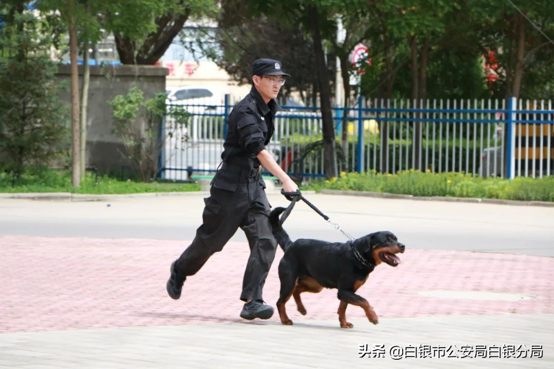 全警实战大练兵开训,全警大练兵体能测试视频