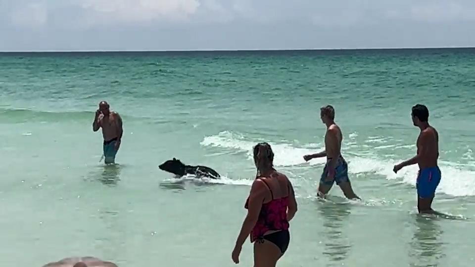 当你在海里游泳时看见鲸鱼,当你在大海里游泳时