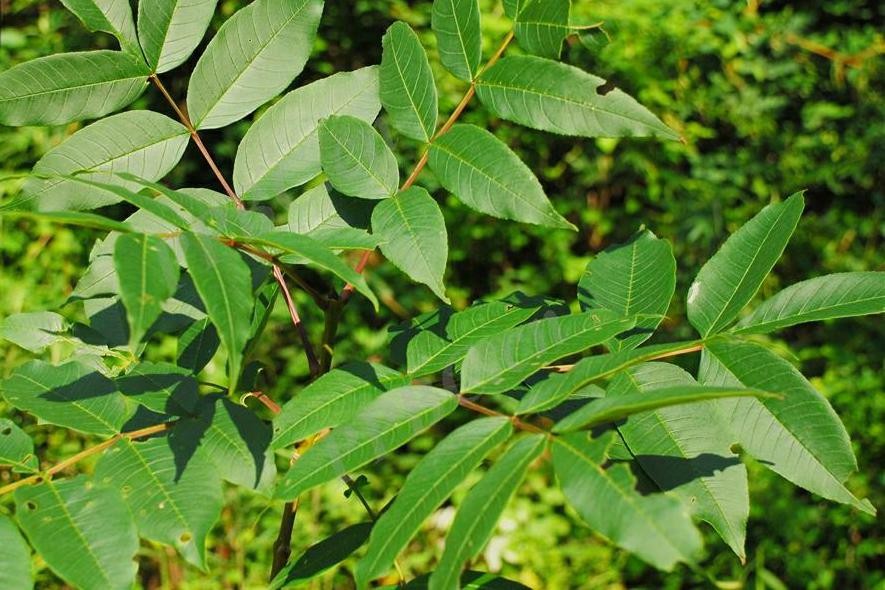 东北名贵木材水曲柳,东北名贵树种水曲柳叶子