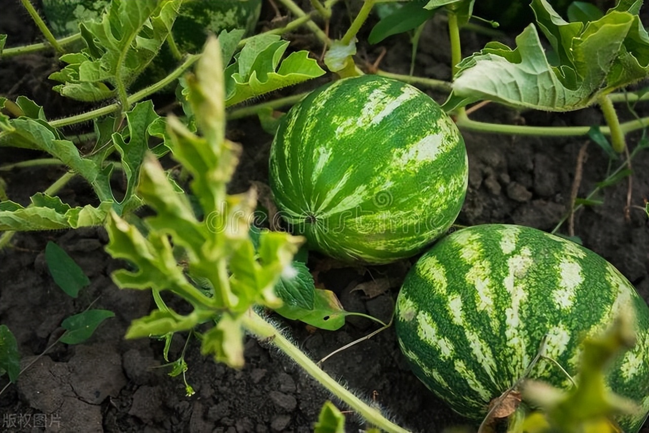 北方春季露天种植的蔬菜有哪些,北方现在芒种种什么时令蔬菜