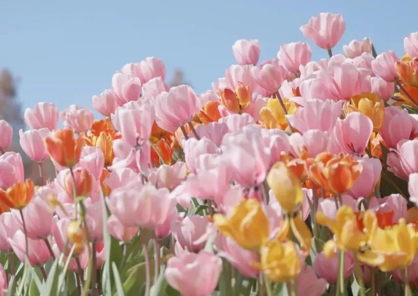 开了！开了！昆明陷入樱花海，粉色海洋铺天盖来袭