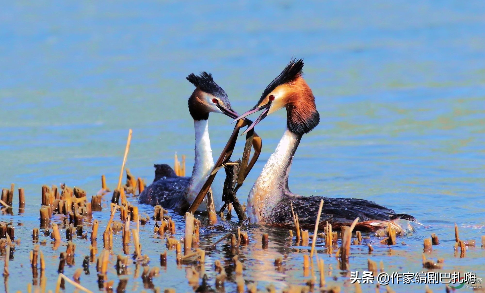 姐弟恋比例持续攀升原因,全民姐弟恋比例持续攀升