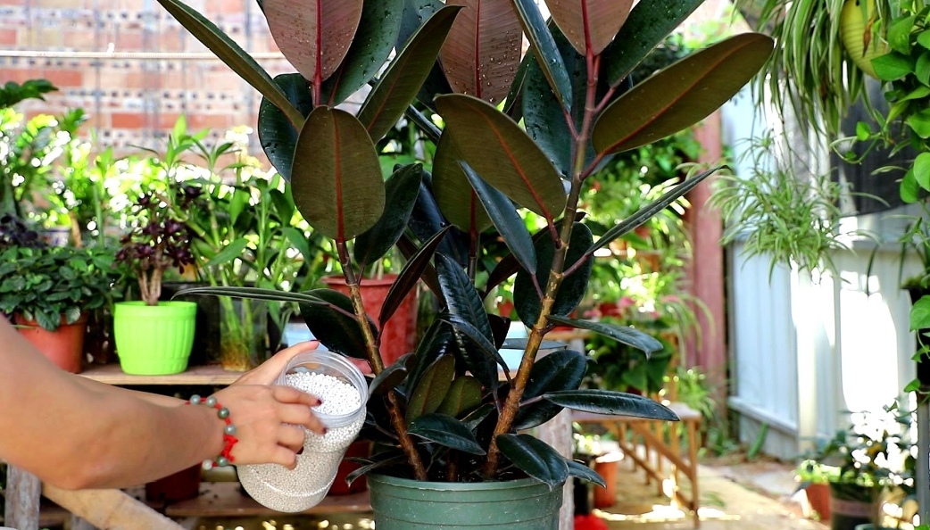 客厅最旺财的5种花,最适合客厅养的四种树