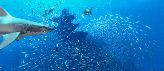 逆水寒大师创作,逆水寒作品是怎样制成的