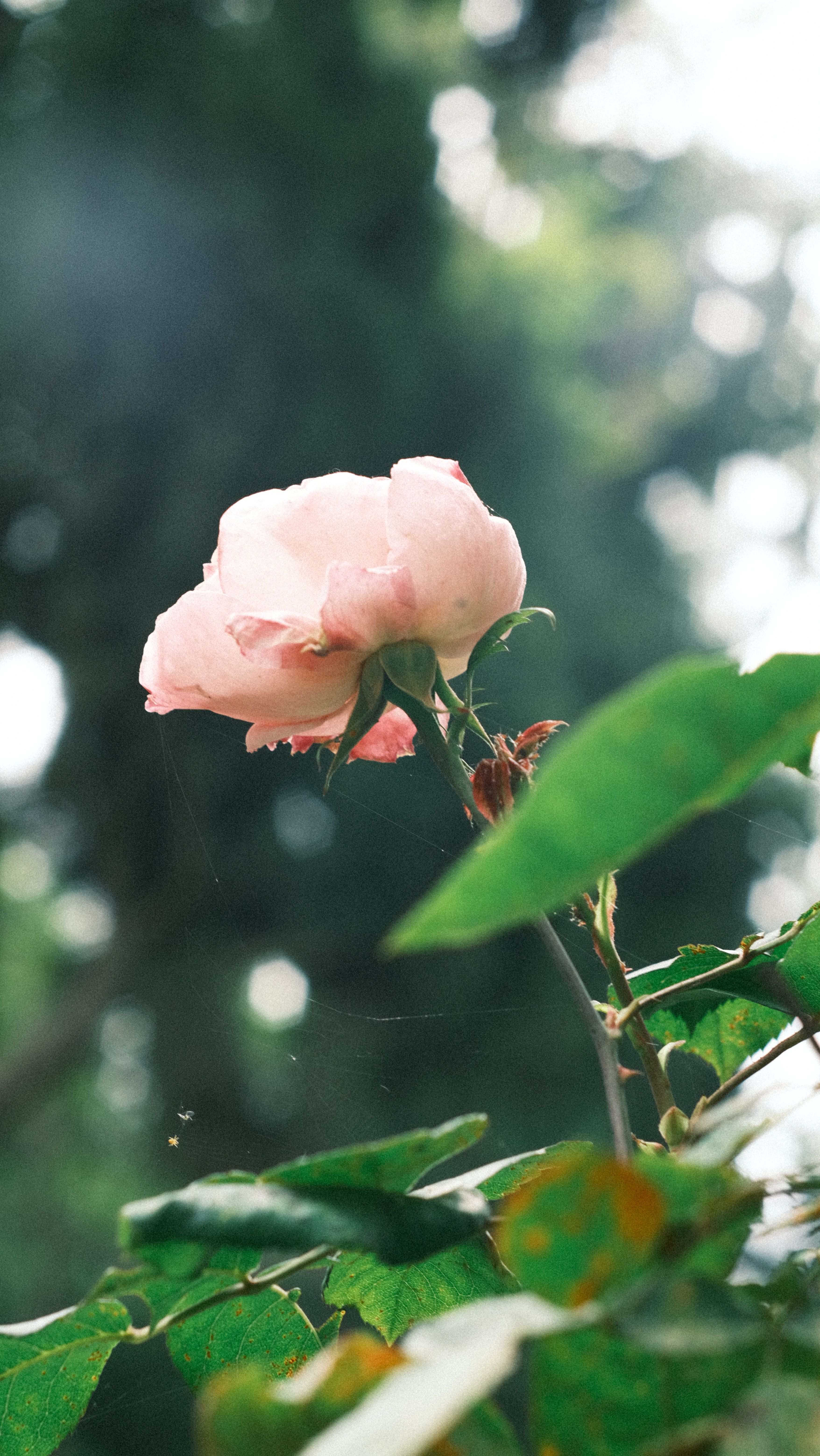 微信公众号怎么运营才能做好,微信公众号怎么运营推广