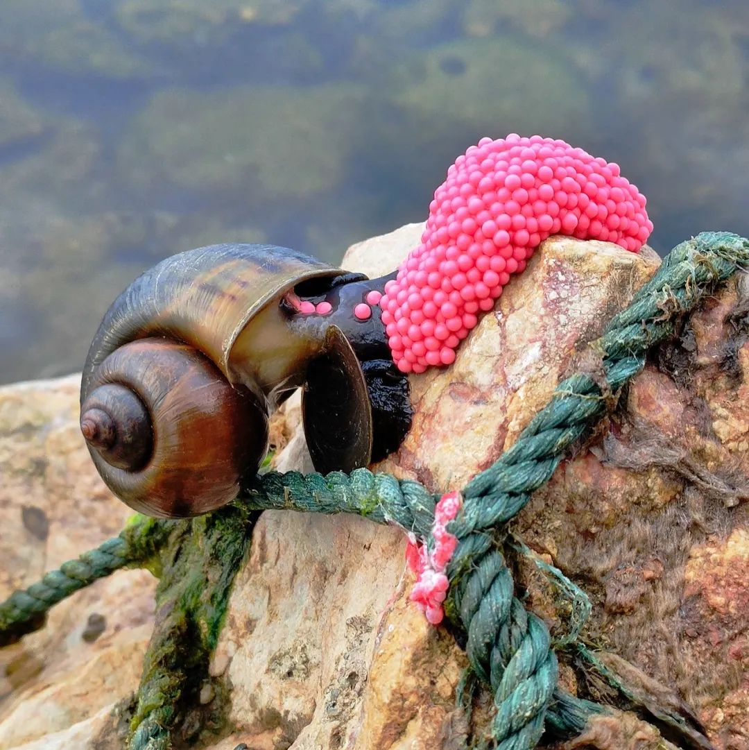 福寿螺体内寄生虫多达6000条,寄生虫怎么一次性全查出来