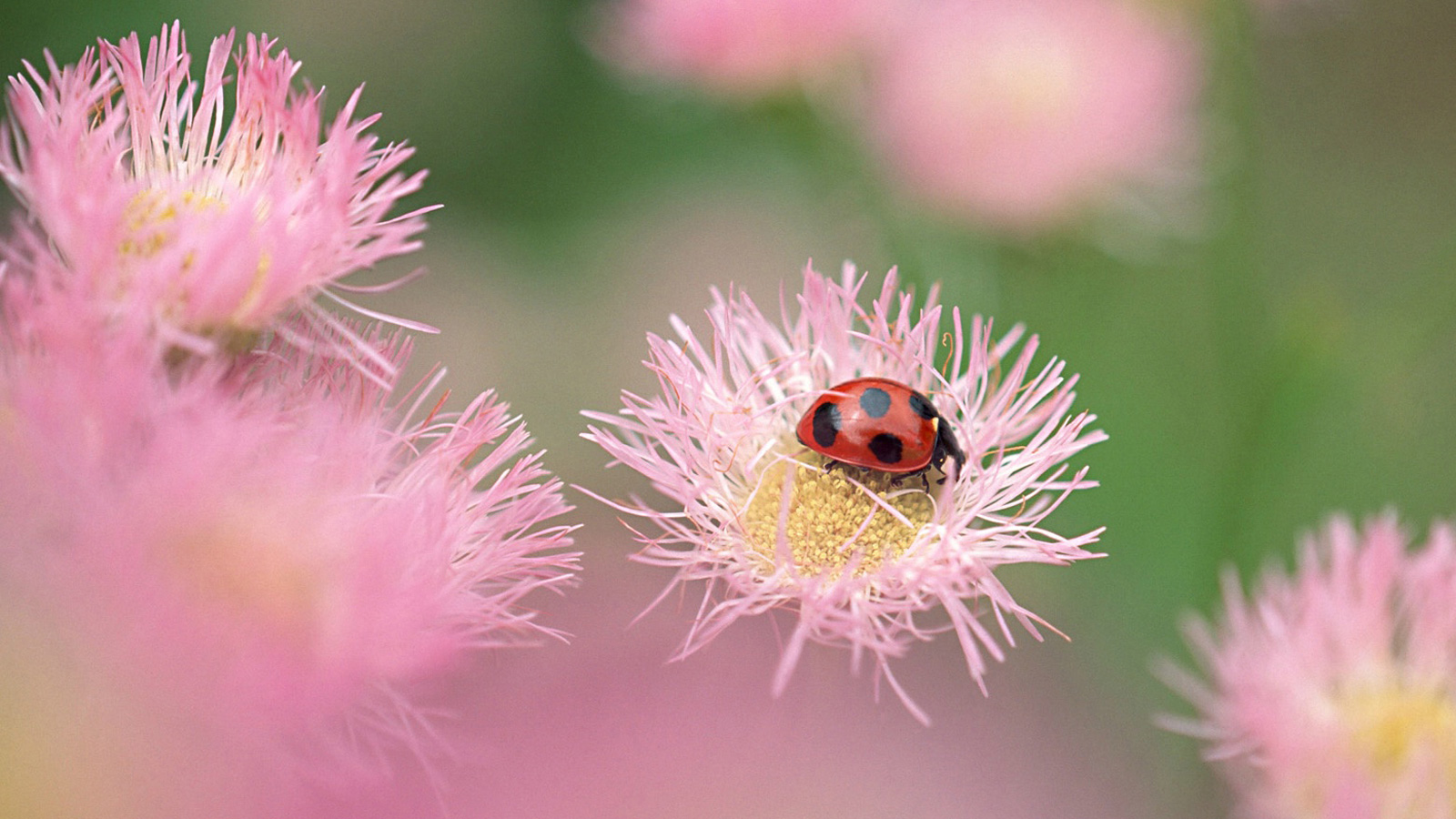 超高清壁纸风格风景电脑桌面,高质量高清电脑桌面壁纸