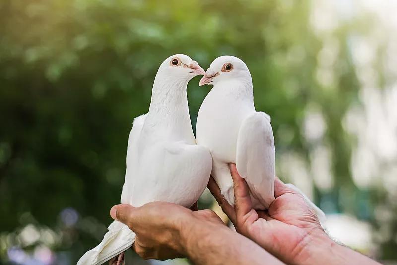 素食宠物食品,素食宠物零食有哪些品种