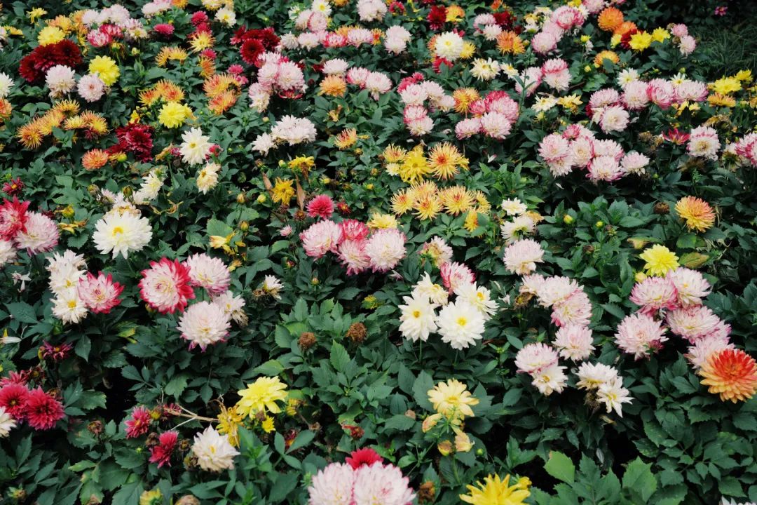 春天的潺潺溪水,春天的顶流