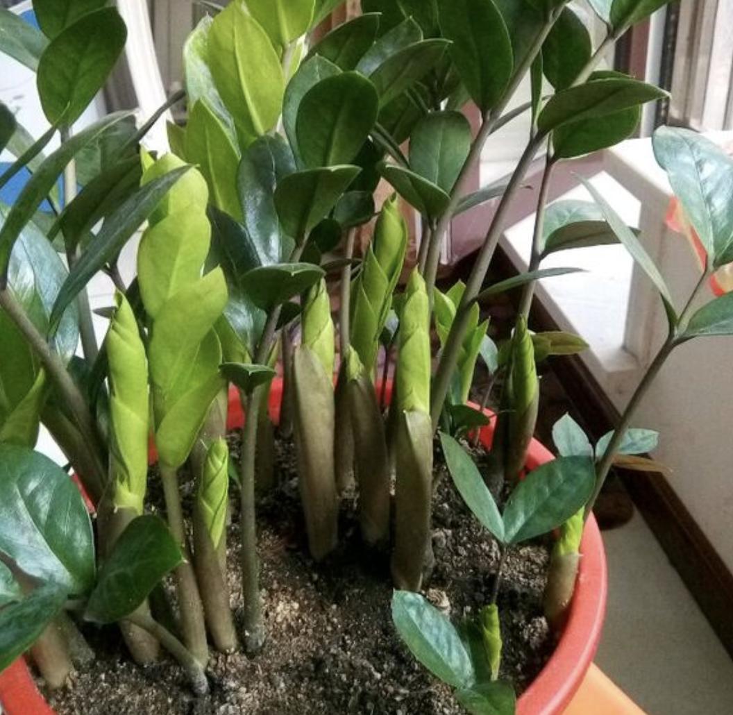 家里养哪种树比较好养,最适合家里养的5种树