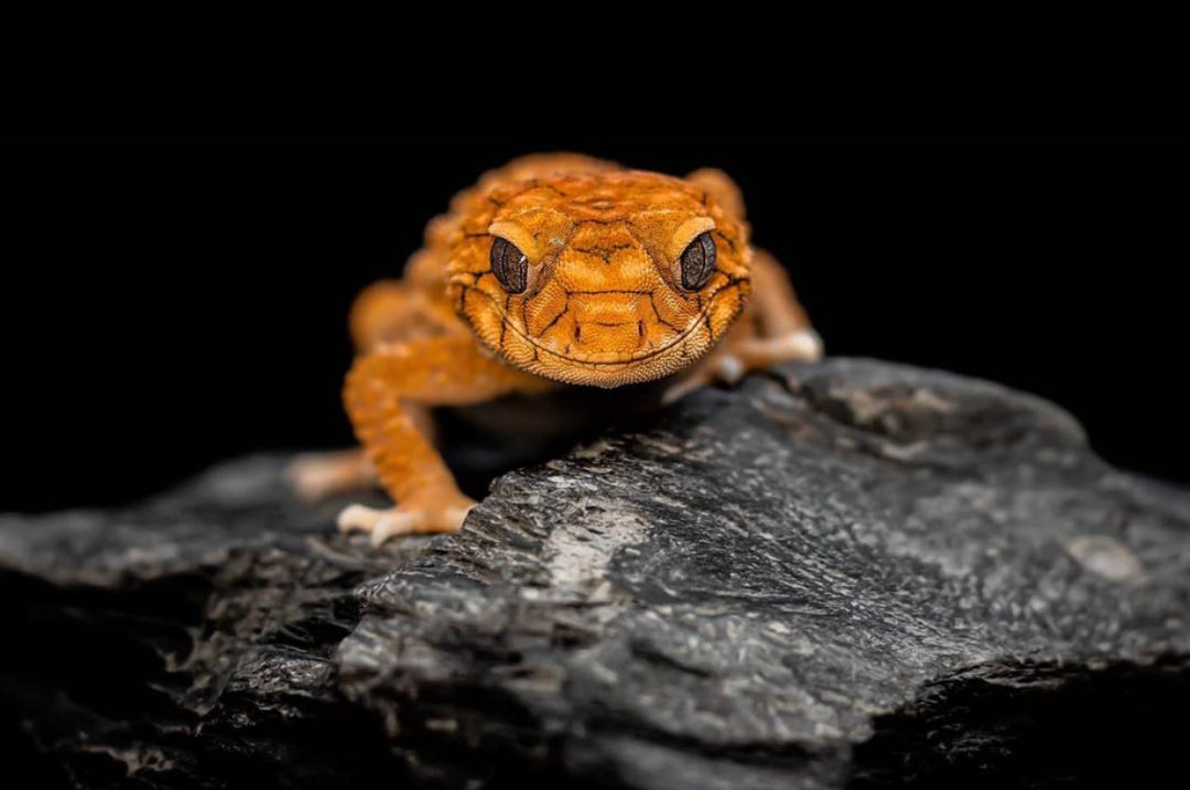 90后隐秘的爬宠圈：一条蛇卖几十万、像开盲盒一样上瘾……