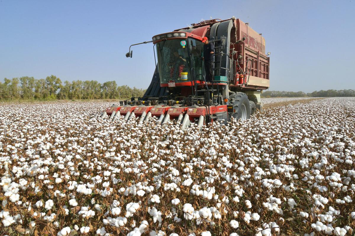 处暑下雨好与晴朗天气好区别,处暑当天下雨怎么说