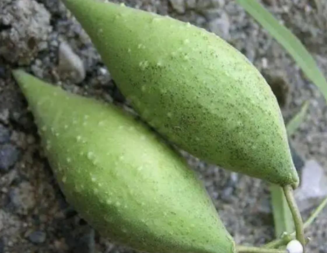 在农村路旁，若是碰到1种“羊奶瓜”，别乱踩踏，价值堪比甜瓜