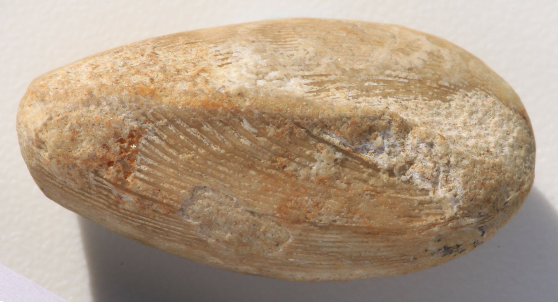 螺蛳和河蚌什么时候最好吃,螺蛳和河蚌哪个更好吃些