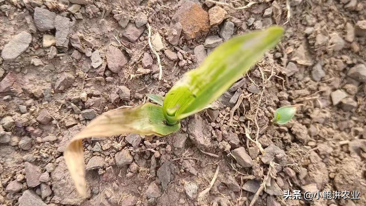玉米冻害药害怎么办,玉米冷害会死苗吗