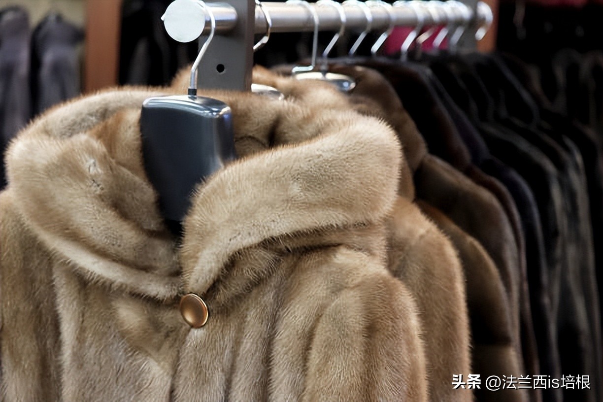 野生水貂捕鱼视频,吉林发现野生水貂