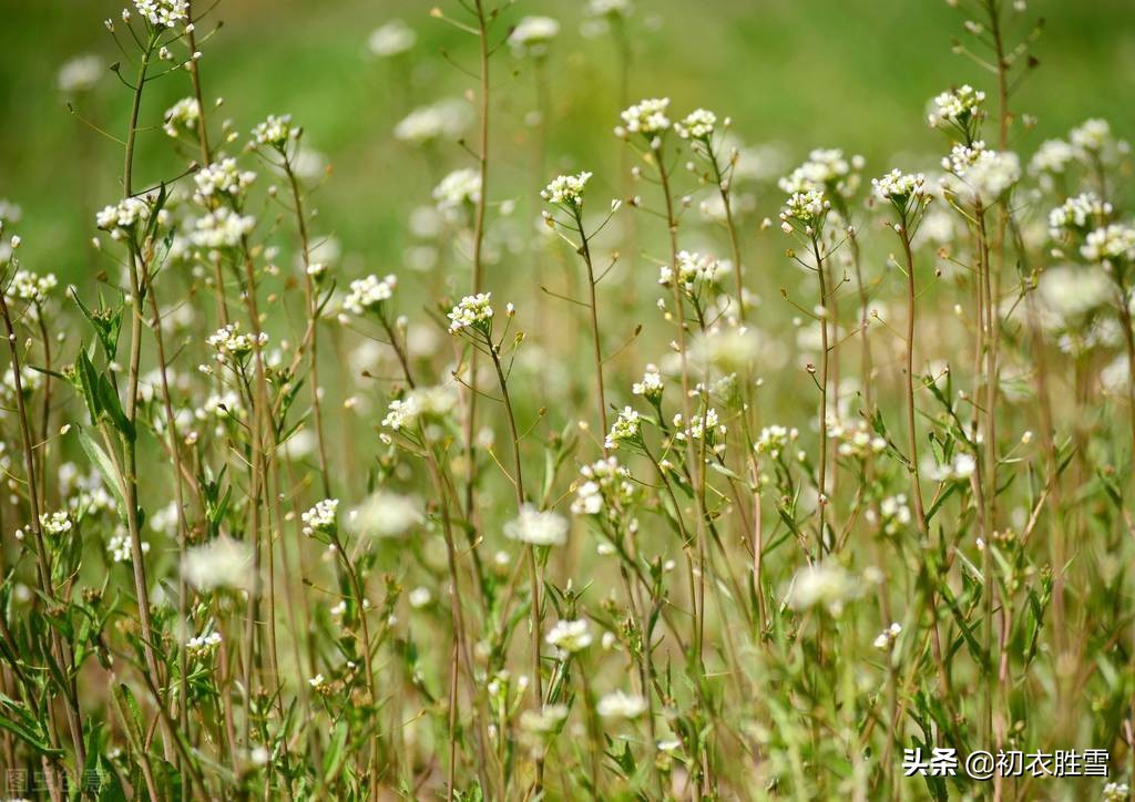 小满三候的古诗,小满三候的诗歌