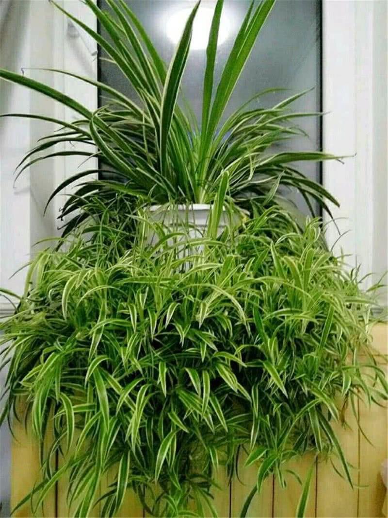 家里光照不足建议养这10种耐阴花,阴暗无光角落适合养什么花