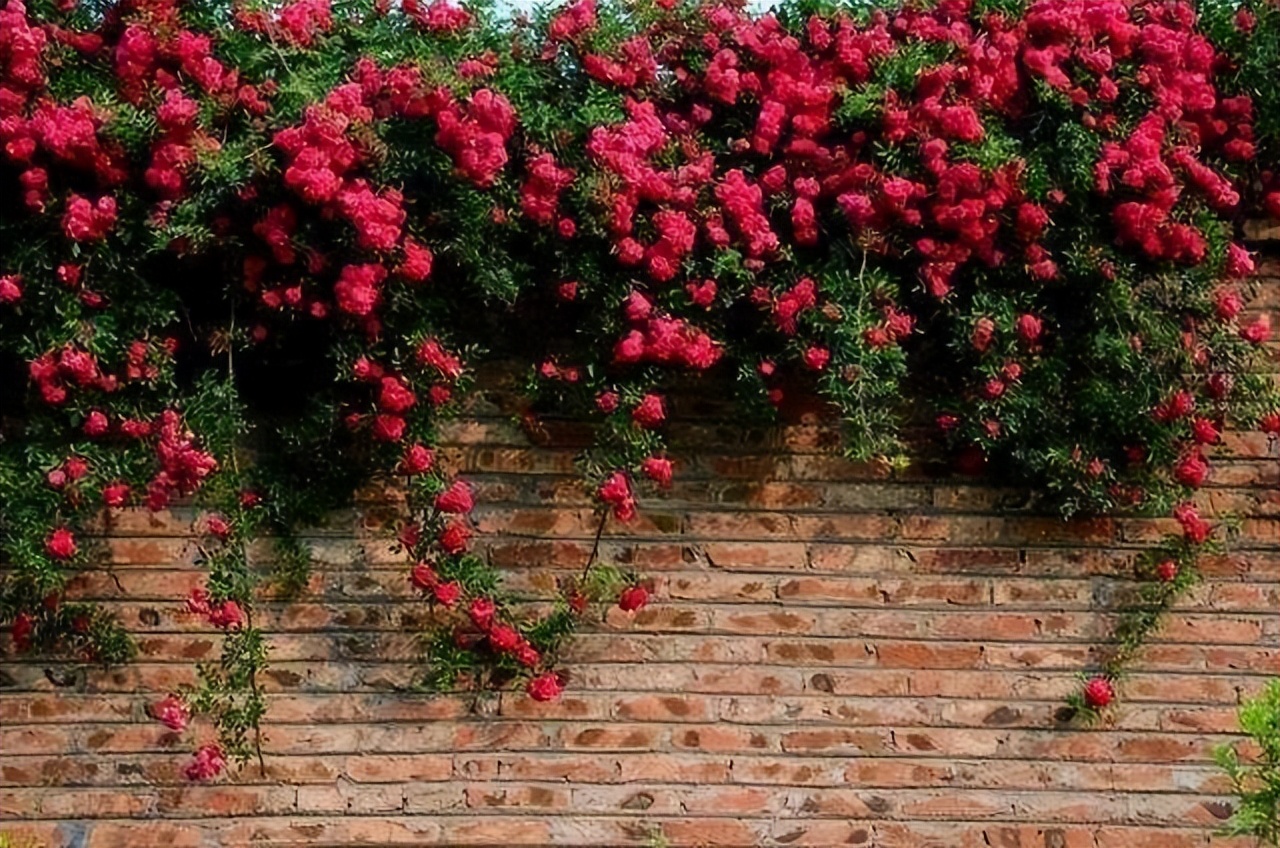 甜蜜红木香花适合屋里养吗,春季地栽的红木香可以让它开花吗