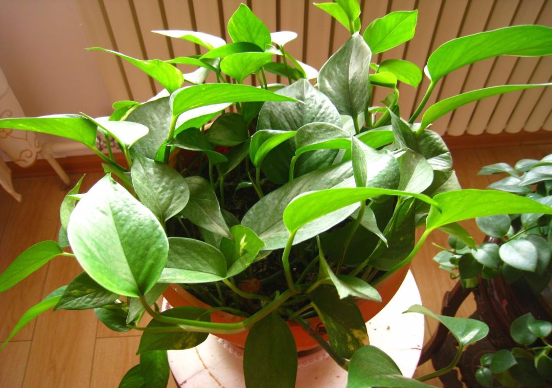 绿萝有毒吗绿萝图片,绿萝有毒吗对人有什么害处