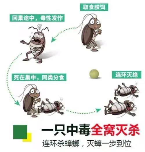 家里的蟑螂越来越多怎么消灭蟑螂,根除蟑螂有什么特效药和妙招