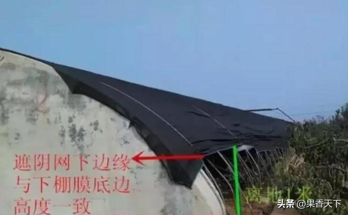 最有潜力早熟大樱桃,农村人种植大樱桃