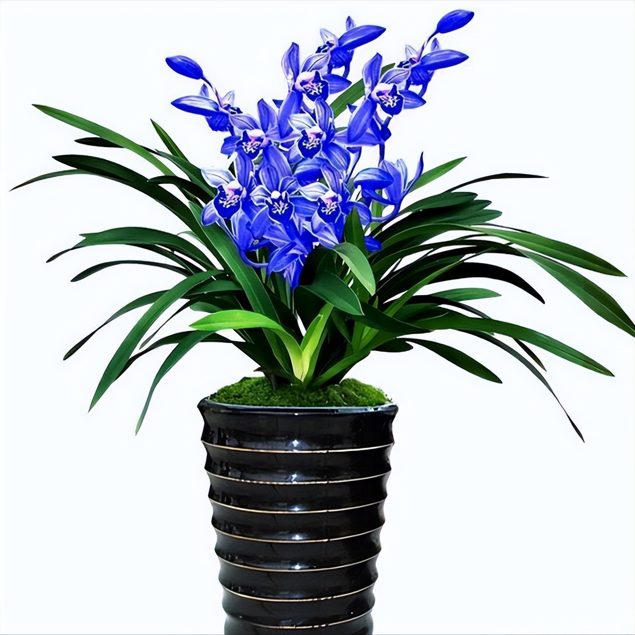 最好养的兰花四季兰品种,哪种兰开花又香又好看