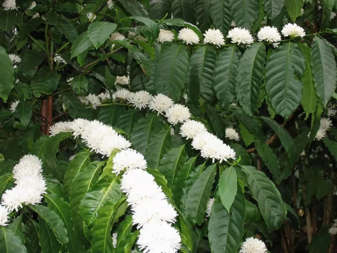 娴峰崡鍏撮殕鐚睅鍜栧暋,娴峰崡涓囧畞鍏撮殕鐚睅鍜栧暋鍩哄湴