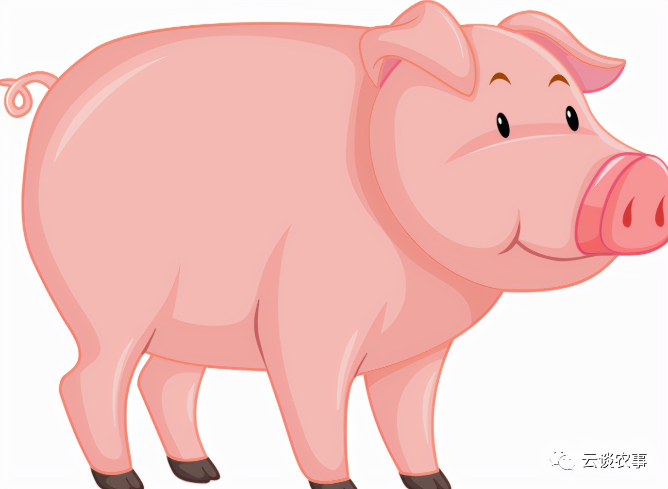 母猪的产后护理小说,母猪的产后护理书籍