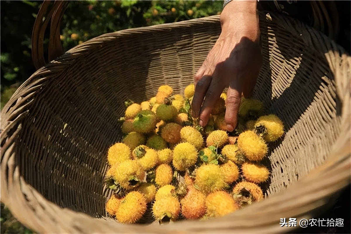 连涨3个月，一斤8元到翻倍，果子难吃也热销，果农：真意外