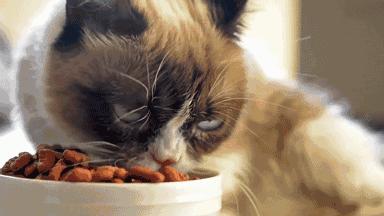 猫咪的黑下巴处理干净后又有了,猫咪得了黑下巴有偏方吗