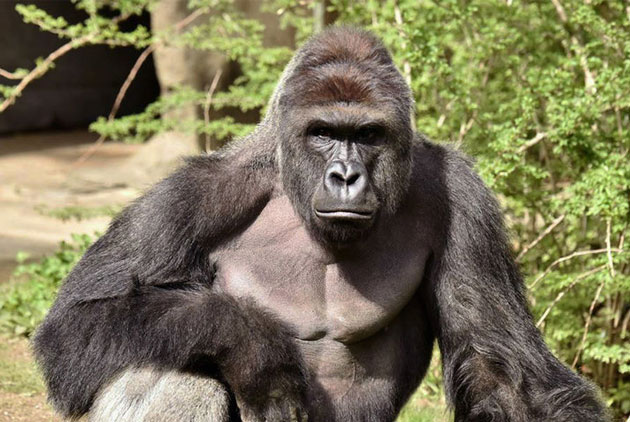 海豚的生殖方式,雄海豚和雌海豚是如何繁衍的