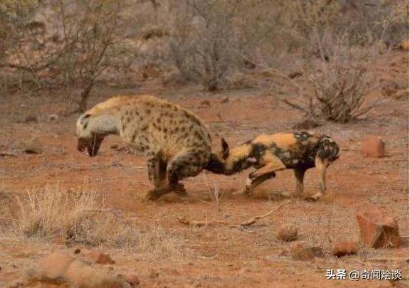 鬣狗捕食动物图片,鬣狗捕杀巨蟒
