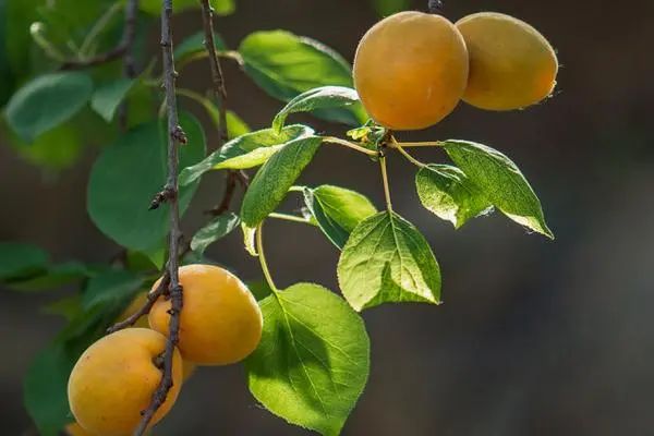 诗词选编——杏子28首