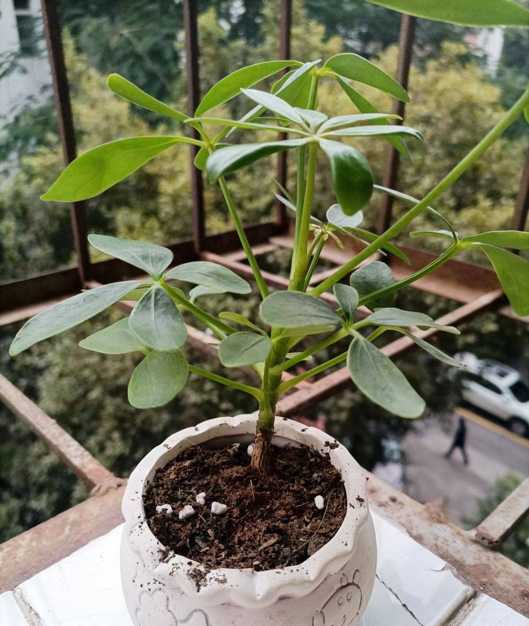 装修房子适合养什么花,刚装修的房子适合养什么花