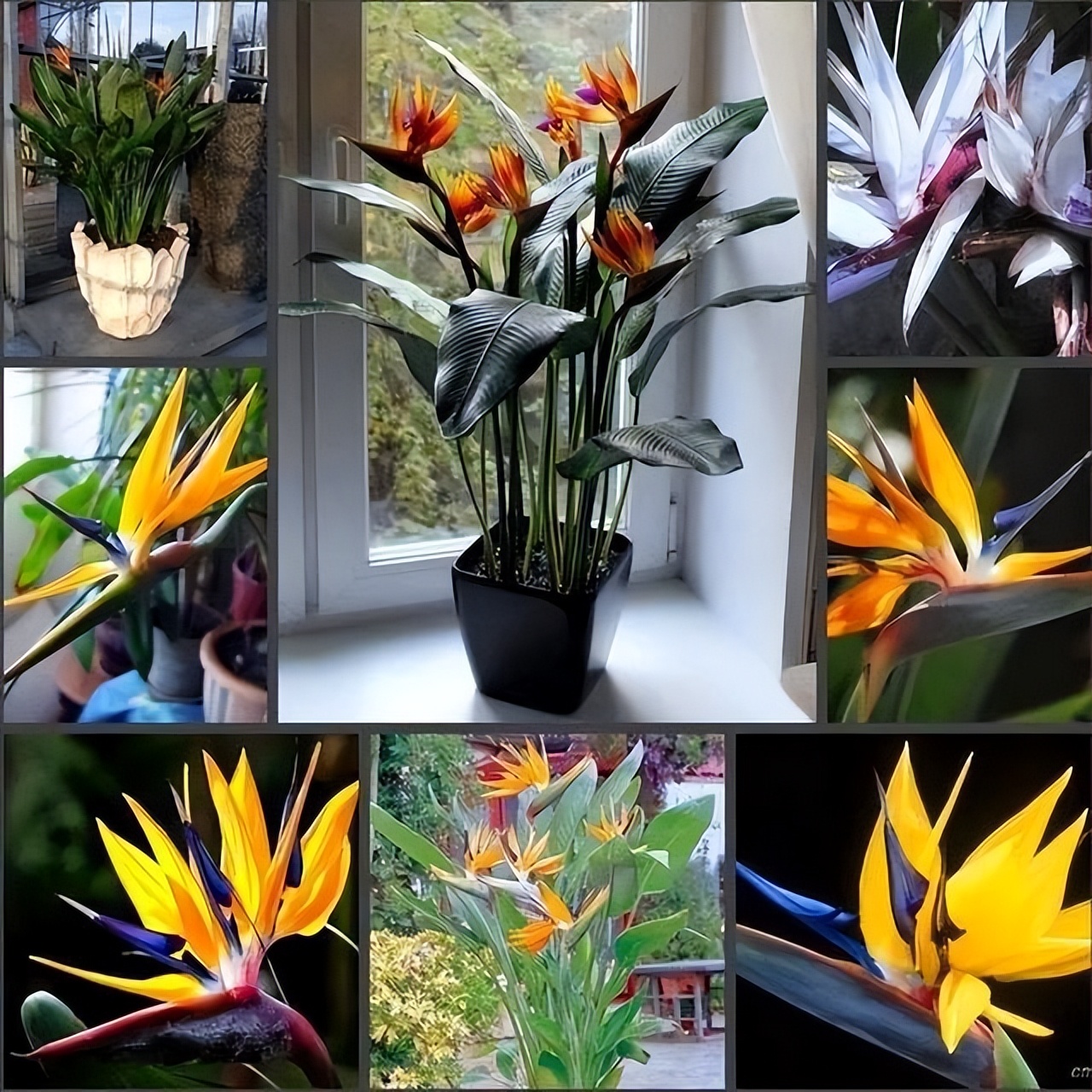 客厅养什么花好看又好养,客厅养什么花好看又好养活