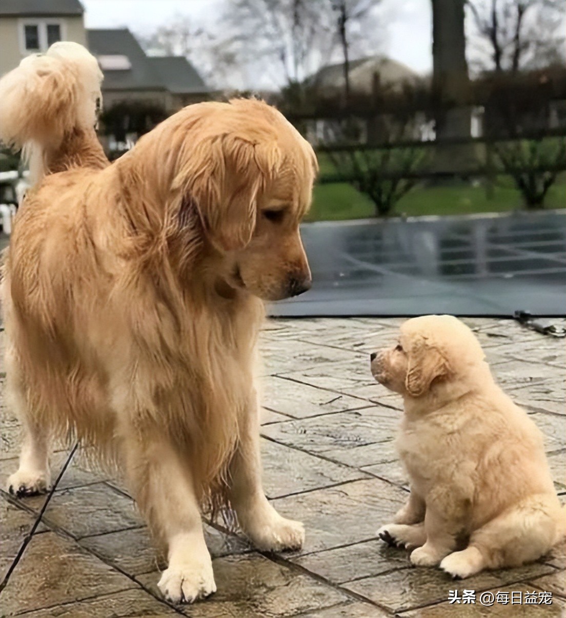 金毛不听话一直挠门怎么训,金毛挠门怎么办