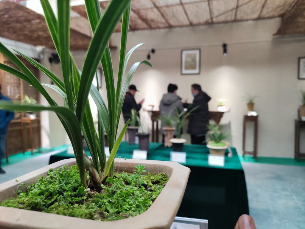 “金陵兰汇”兰花馆于江宁湖东29盛大开业,香飘四溢